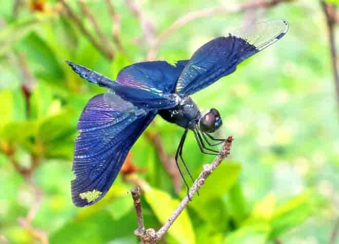 昆虫図鑑・チョウトンボ